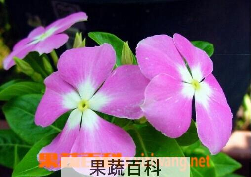 果蔬百科长春花