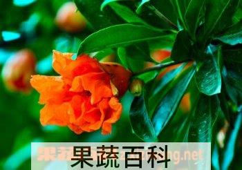 果蔬百科石榴花