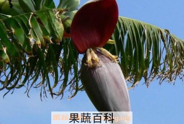 香蕉花怎么做菜 香蕉花怎么吃更健康