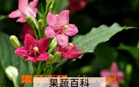 海仙花的功效与作用图片 海仙花的功效与作用及禁忌