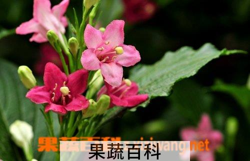 果蔬百科海仙花