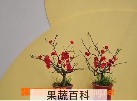 果蔬百科腊梅花