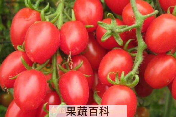 圣女果的功效与作用 圣女果怎么吃