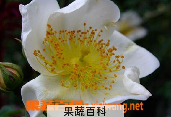 果蔬百科川滇蔷薇
