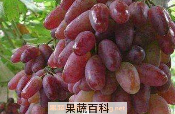 无籽葡萄怎么来的 无籽葡萄对身体有害吗