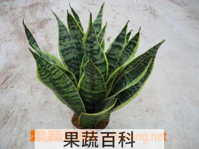果蔬百科虎尾兰