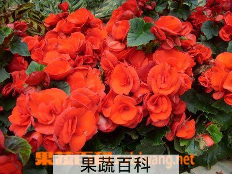 果蔬百科丽格海棠
