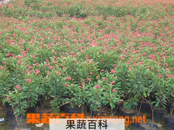 果蔬百科琴叶珊瑚