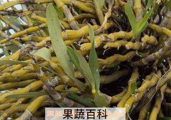 铜皮石斛怎么吃 铜皮石斛的功效
