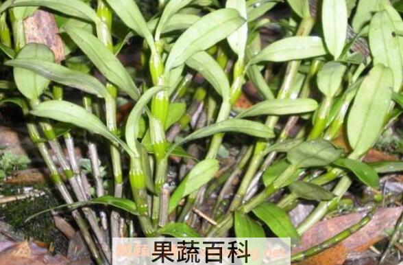 铜皮石斛怎么吃 铜皮石斛的功效