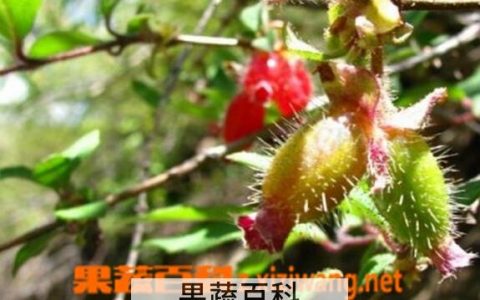 齿叶冬青的功效与作用 齿叶冬青盆景图片