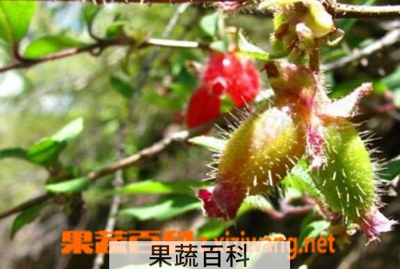 果蔬百科齿叶忍冬