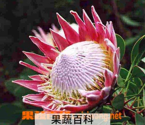 果蔬百科帝王花
