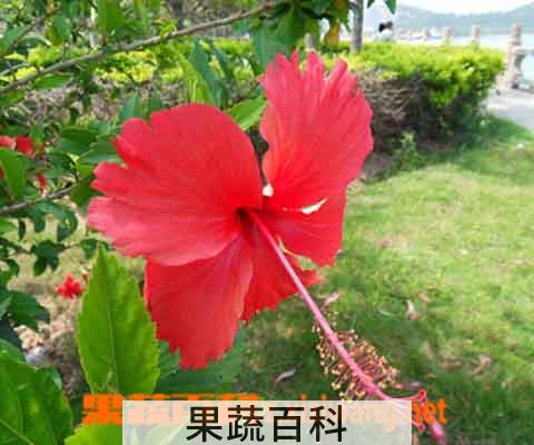 果蔬百科扶桑