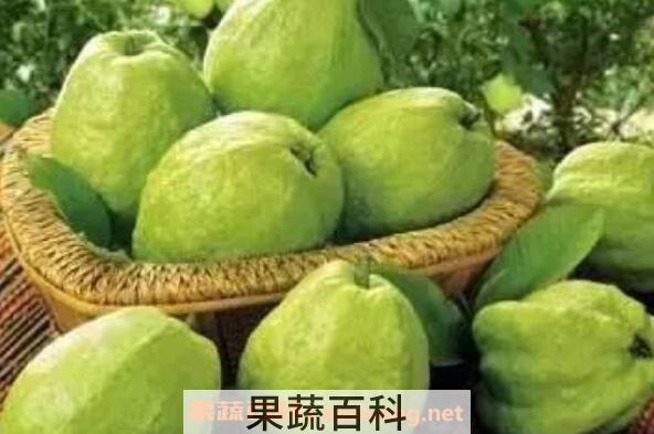 番石榴怎么吃 番石榴的吃法图解教程