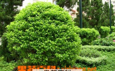 假连翘的功效与作用及图片 假连翘的功效与作用及禁忌