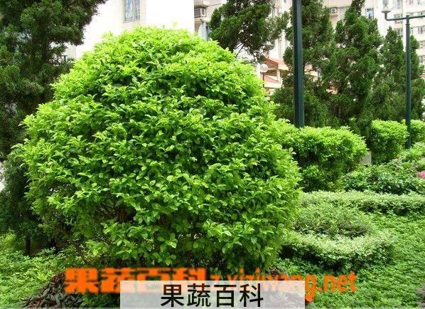 果蔬百科假连翘