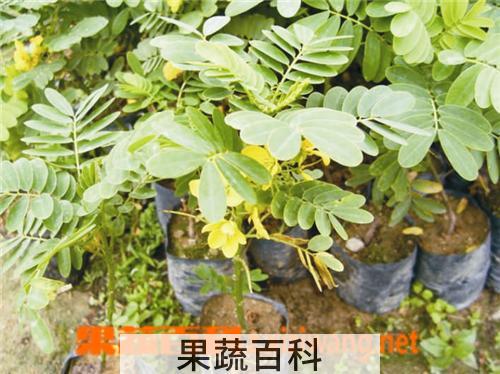 果蔬百科黄槐