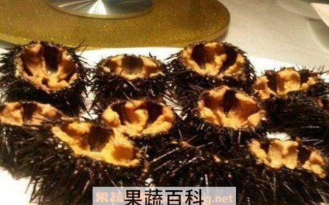 海胆里面没有黄是什么意思 海胆没有黄是为什么