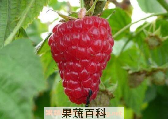 树莓的作用与副作用 树莓的食用禁忌