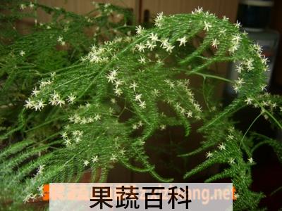 果蔬百科文竹