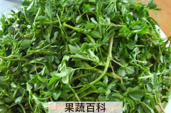 菜苜蓿的功效与作用