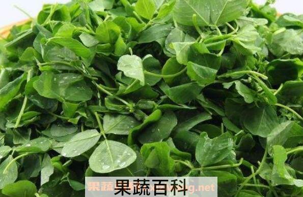 菜苜蓿的功效与作用