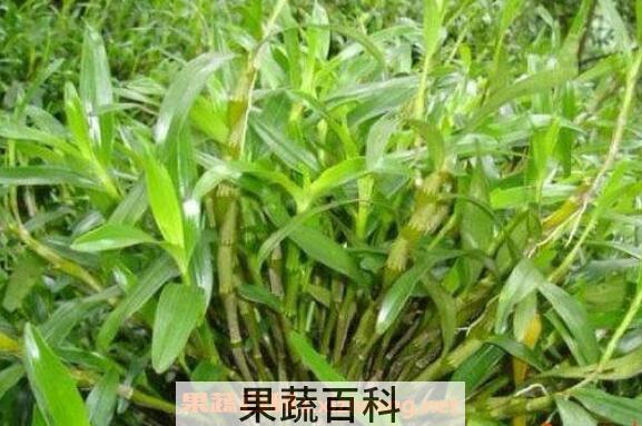 马鞭石斛怎么吃 马鞭石斛的食用方法