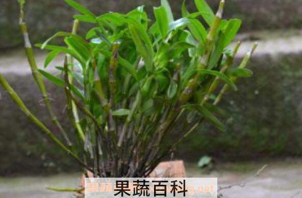 马鞭石斛怎么吃 马鞭石斛的食用方法