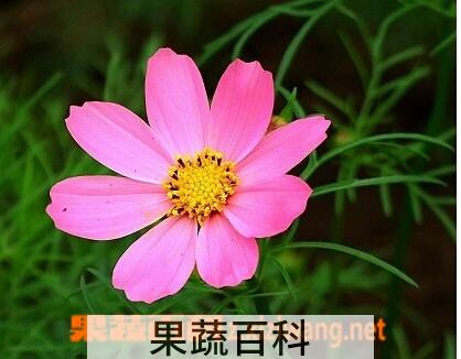 果蔬百科波斯菊