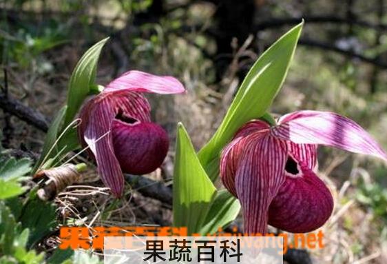 果蔬百科川滇杓兰
