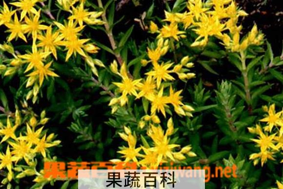 果蔬百科重盆草