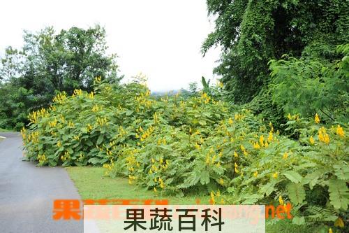 果蔬百科翅荚决明