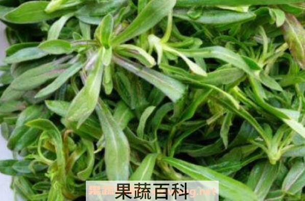 面条菜的功效与作用 面条菜的食用禁忌