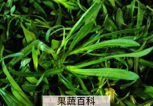 面条菜的功效与作用 面条菜的食用禁忌