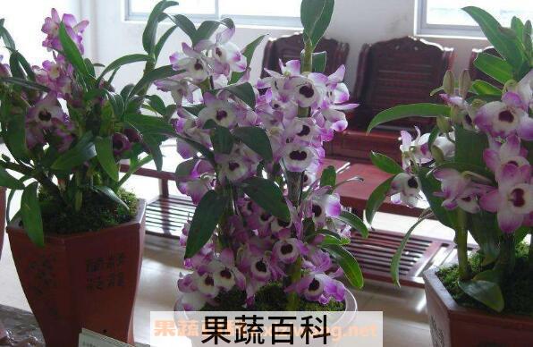 金钗石斛泡水喝有什么功效