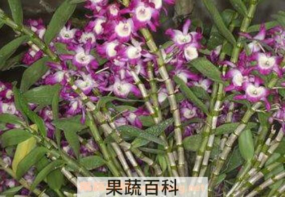 金钗石斛泡水喝有什么功效