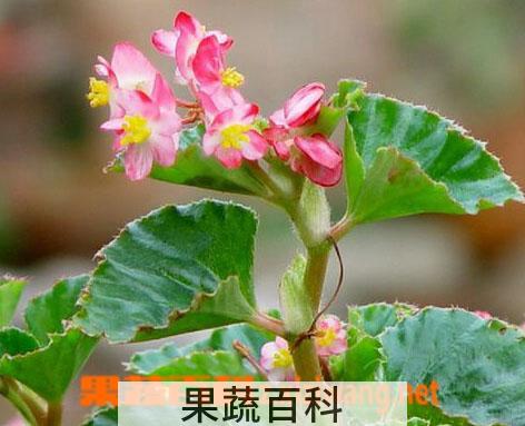 果蔬百科四季