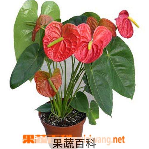 果蔬百科红掌