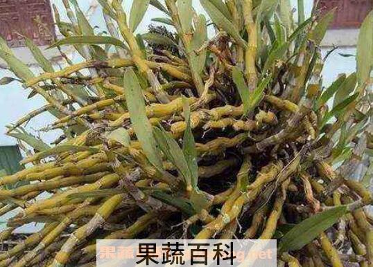 铜皮石斛的功效与作用