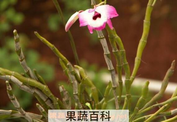 铜皮石斛的功效与作用