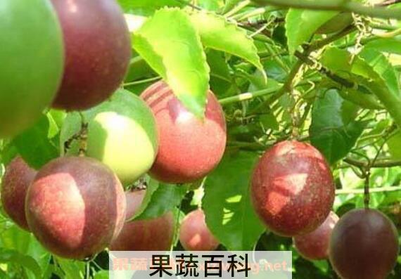 百香果的功效与作用 百香果的食用禁忌