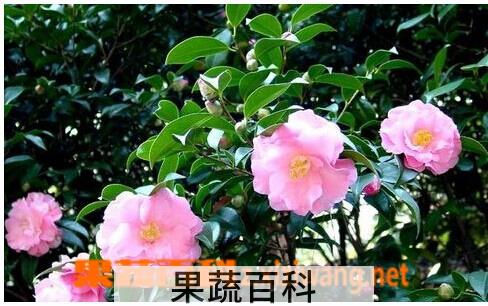 果蔬百科山茶花