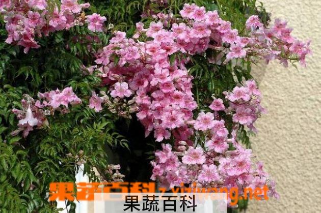 果蔬百科厚萼凌霄