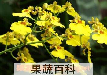 果蔬百科文心兰