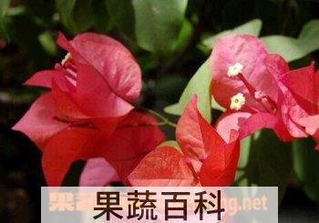 果蔬百科光叶子花