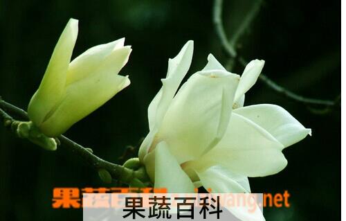 果蔬百科白玉兰
