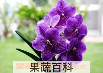 果蔬百科万代兰