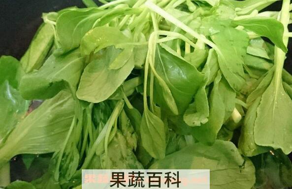鸡苗菜是什么菜 鸡苗菜该怎么吃