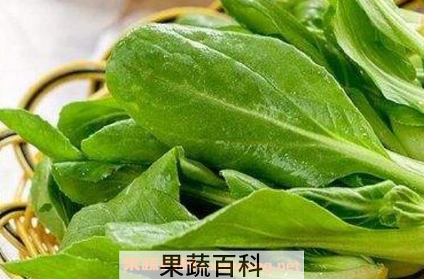 鸡苗菜是什么菜 鸡苗菜该怎么吃